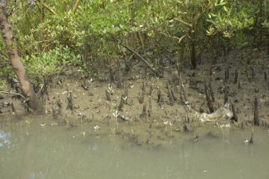 Kirli mangrov kıyı şeridi açıkta kalan kökleri ve bataklıkları ile