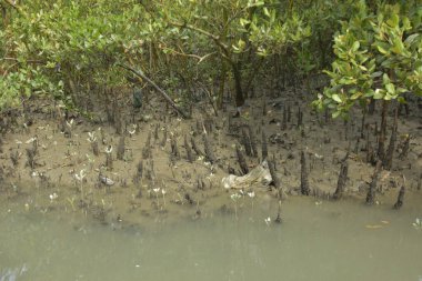Kirli mangrov kıyı şeridi açıkta kalan kökleri ve bataklıkları ile