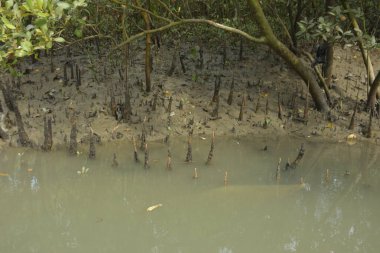 Kirli mangrov kıyı şeridi açıkta kalan kökleri ve bataklıkları ile