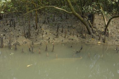 Kirli mangrov kıyı şeridi açıkta kalan kökleri ve bataklıkları ile