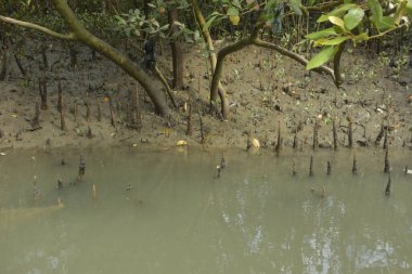 Kirli mangrov kıyı şeridi açıkta kalan kökleri ve bataklıkları ile