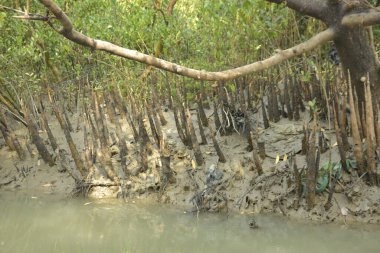Kirli mangrov kıyı şeridi açıkta kalan kökleri ve bataklıkları ile