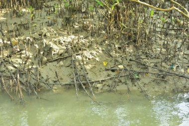 Kirli mangrov kıyı şeridi açıkta kalan kökleri ve bataklıkları ile