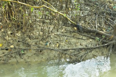 Kirli mangrov kıyı şeridi açıkta kalan kökleri ve bataklıkları ile