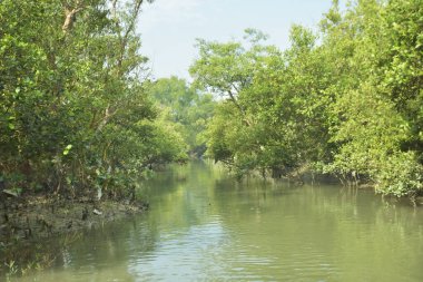 Etrafındaki ağaçları yansıtan yoğun yeşil mangrov bitkisinin içinden sakin bir su yolu akar. Huzurlu sahne Bangladeş 'in Bakkhali Nehri bölgesinde yüksek gelgit sırasında doğal bir tropikal sulak arazi ortamı yakalar..