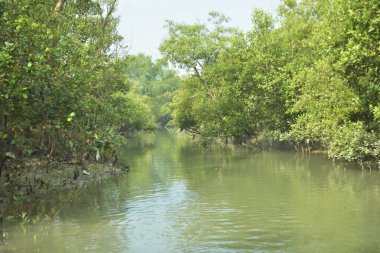 Çamurlu kıyı şeridi boyunca, kökleri ve kıyı bitkileriyle Mangrove ormanları.