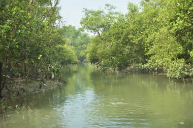 Çamurlu kıyı şeridi boyunca, kökleri ve kıyı bitkileriyle Mangrove ormanları.