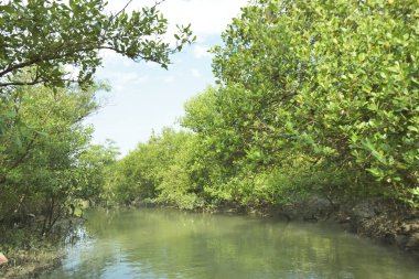 Çamurlu kıyı şeridi boyunca, kökleri ve kıyı bitkileriyle Mangrove ormanları.