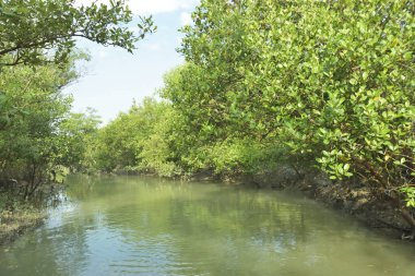 Çamurlu kıyı şeridi boyunca, kökleri ve kıyı bitkileriyle Mangrove ormanları.