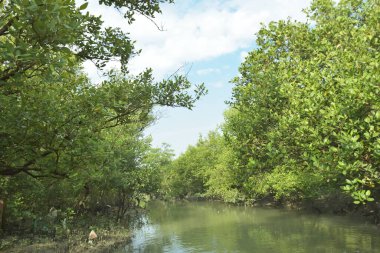 Çamurlu kıyı şeridi boyunca, kökleri ve kıyı bitkileriyle Mangrove ormanları.