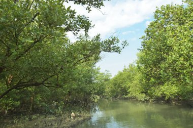Çamurlu kıyı şeridi boyunca, kökleri ve kıyı bitkileriyle Mangrove ormanları.