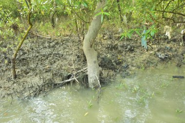 Çamurlu kıyı şeridi boyunca, kökleri ve kıyı bitkileriyle Mangrove ormanları.