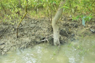 Çamurlu kıyı şeridi boyunca, kökleri ve kıyı bitkileriyle Mangrove ormanları.