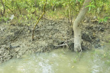 Çamurlu kıyı şeridi boyunca, kökleri ve kıyı bitkileriyle Mangrove ormanları.