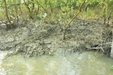 Çamurlu kıyı şeridi boyunca, kökleri ve kıyı bitkileriyle Mangrove ormanları.