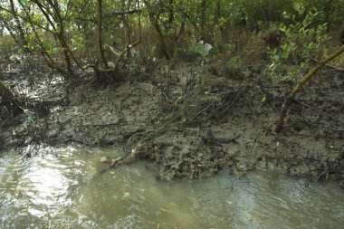 Çamurlu kıyı şeridi boyunca, kökleri ve kıyı bitkileriyle Mangrove ormanları.