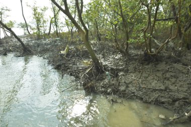 Çamurlu kıyı şeridi boyunca, kökleri ve kıyı bitkileriyle Mangrove ormanları.