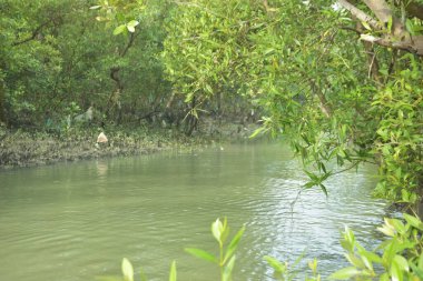 Çamurlu kıyı şeridi boyunca, kökleri ve kıyı bitkileriyle Mangrove ormanları.
