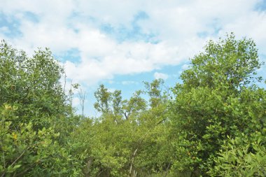 Çamurlu kıyı şeridi boyunca, kökleri ve kıyı bitkileriyle Mangrove ormanları.