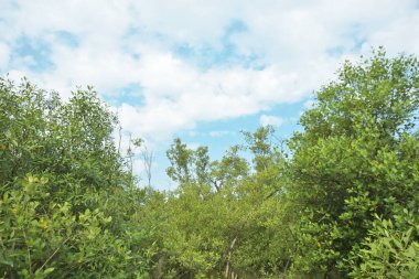 Çamurlu kıyı şeridi boyunca, kökleri ve kıyı bitkileriyle Mangrove ormanları.