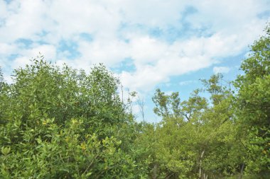 Çamurlu kıyı şeridi boyunca, kökleri ve kıyı bitkileriyle Mangrove ormanları.