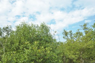 Çamurlu kıyı şeridi boyunca, kökleri ve kıyı bitkileriyle Mangrove ormanları.