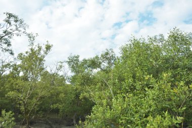 Çamurlu kıyı şeridi boyunca, kökleri ve kıyı bitkileriyle Mangrove ormanları.