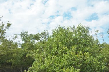 Çamurlu kıyı şeridi boyunca, kökleri ve kıyı bitkileriyle Mangrove ormanları.