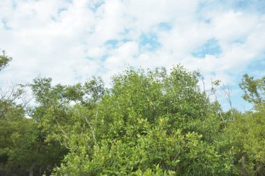 Çamurlu kıyı şeridi boyunca, kökleri ve kıyı bitkileriyle Mangrove ormanları.