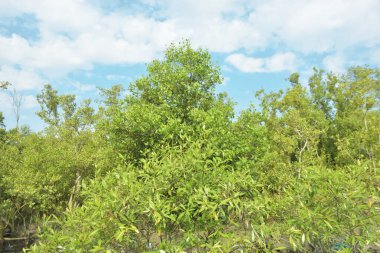Çamurlu kıyı şeridi boyunca, kökleri ve kıyı bitkileriyle Mangrove ormanları.