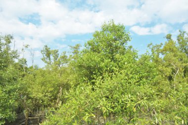 Çamurlu kıyı şeridi boyunca, kökleri ve kıyı bitkileriyle Mangrove ormanları.