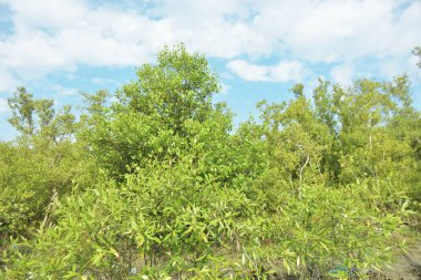Çamurlu kıyı şeridi boyunca, kökleri ve kıyı bitkileriyle Mangrove ormanları.