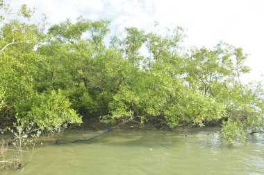 Çamurlu kıyı şeridi boyunca, kökleri ve kıyı bitkileriyle Mangrove ormanları.