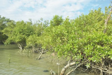 Çamurlu kıyı şeridi boyunca, kökleri ve kıyı bitkileriyle Mangrove ormanları.