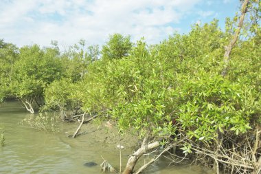 Çamurlu kıyı şeridi boyunca, kökleri ve kıyı bitkileriyle Mangrove ormanları.