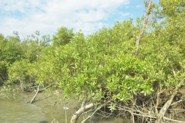Çamurlu kıyı şeridi boyunca, kökleri ve kıyı bitkileriyle Mangrove ormanları.