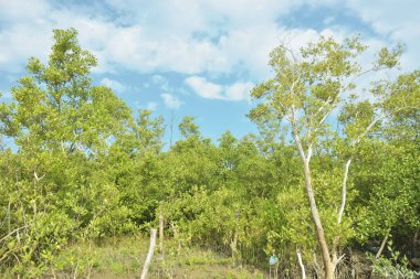 Çamurlu kıyı şeridi boyunca, kökleri ve kıyı bitkileriyle Mangrove ormanları.