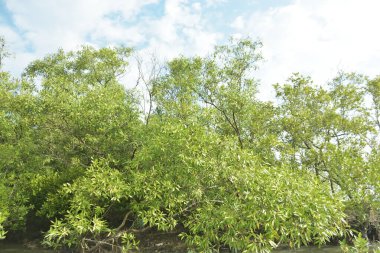 Çamurlu kıyı şeridi boyunca, kökleri ve kıyı bitkileriyle Mangrove ormanları.