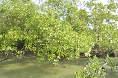 Çamurlu kıyı şeridi boyunca, kökleri ve kıyı bitkileriyle Mangrove ormanları.