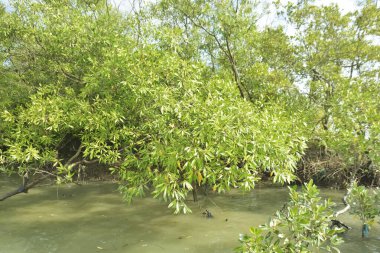 Çamurlu kıyı şeridi boyunca, kökleri ve kıyı bitkileriyle Mangrove ormanları.