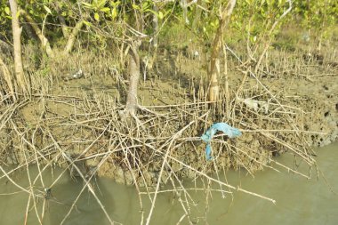 Çamurlu kıyı şeridi boyunca, kökleri ve kıyı bitkileriyle Mangrove ormanları.