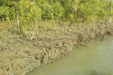 Çamurlu kıyı şeridi boyunca, kökleri ve kıyı bitkileriyle Mangrove ormanları.