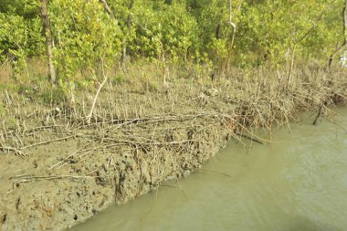 Çamurlu kıyı şeridi boyunca, kökleri ve kıyı bitkileriyle Mangrove ormanları.