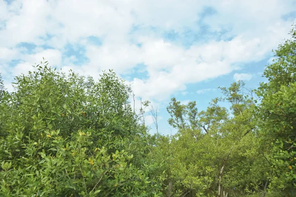 Çamurlu kıyı şeridi boyunca, kökleri ve kıyı bitkileriyle Mangrove ormanları.
