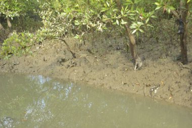 Sular çekildiğinde bir mangrov ormanının içinde, sakin gelgit sularını, açık kökleri ve yoğun yeşil gölgelikleri gösteriyor. Mangrov ekosisteminde doğal dokuları, biyolojik çeşitliliği ve dingin nehir kanalı manzarası olan tropikal sulak arazi habitatı.