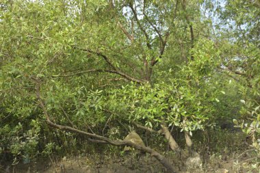 Sular çekildiğinde bir mangrov ormanının içinde, sakin gelgit sularını, açık kökleri ve yoğun yeşil gölgelikleri gösteriyor. Mangrov ekosisteminde doğal dokuları, biyolojik çeşitliliği ve dingin nehir kanalı manzarası olan tropikal sulak arazi habitatı.