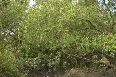 Sular çekildiğinde bir mangrov ormanının içinde, sakin gelgit sularını, açık kökleri ve yoğun yeşil gölgelikleri gösteriyor. Mangrov ekosisteminde doğal dokuları, biyolojik çeşitliliği ve dingin nehir kanalı manzarası olan tropikal sulak arazi habitatı.