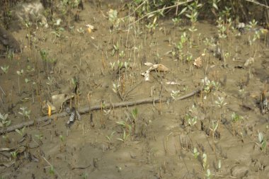 Tropikal bir kıyı sulak alanındaki çamurlu gelgit toprağından çıkan mangrov köklerine yakından bakın. Çamur düzlüğü, genç filizleri ve alçak gelgit sırasında sığ suları gösteren doğal ekosistem dokusu, biyolojik çeşitliliği ve kıyı ekolojisini vurguluyor..