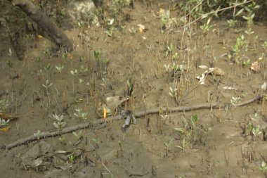 Tropikal bir kıyı sulak alanındaki çamurlu gelgit toprağından çıkan mangrov köklerine yakından bakın. Çamur düzlüğü, genç filizleri ve alçak gelgit sırasında sığ suları gösteren doğal ekosistem dokusu, biyolojik çeşitliliği ve kıyı ekolojisini vurguluyor..