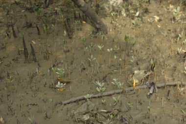 Tropikal bir kıyı sulak alanındaki çamurlu gelgit toprağından çıkan mangrov köklerine yakından bakın. Çamur düzlüğü, genç filizleri ve alçak gelgit sırasında sığ suları gösteren doğal ekosistem dokusu, biyolojik çeşitliliği ve kıyı ekolojisini vurguluyor..